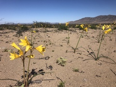 Zephyranthes bagnoldii