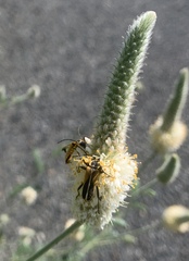 Chauliognathus opacus
