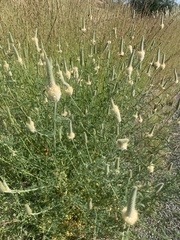 Dalea albiflora