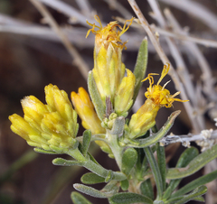 Chrysothamnus viscidiflorus puberulus