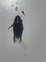 Hydrophilus triangularis
