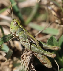 Chorthippus corsicus corsicus