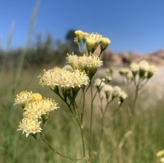 Hymenothrix loomisii