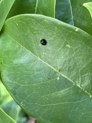 Chilocorus nigritus