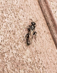 Tiphiinae