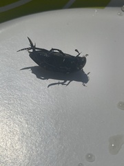 Hydrophilus triangularis