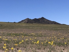Zephyranthes bagnoldii