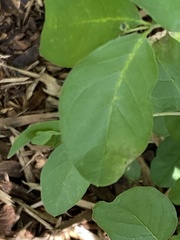 Symphoricarpos orbiculatus
