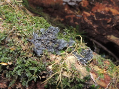 Pseudocyphellaria dissimilis
