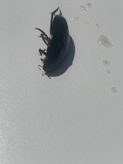 Hydrophilus triangularis