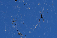 Trichonephila plumipes