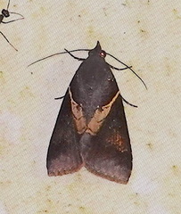 Lophoptera torrens