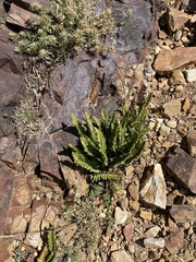 Polystichum scopulinum