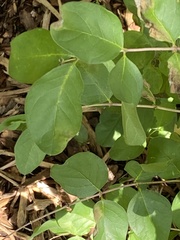 Symphoricarpos orbiculatus