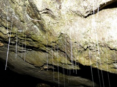 Keroplatidae