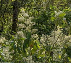 Dendrophorbium bomanii