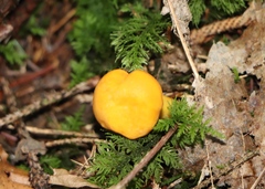 Cantharellus cibarius