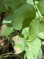 Symphoricarpos orbiculatus