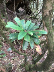 Rhododendron formosanum
