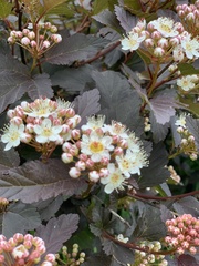 Physocarpus