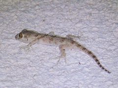 Tenuidactylus caspius