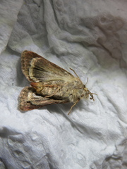Cerapteryx graminis