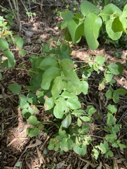 Symphoricarpos orbiculatus