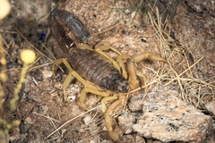 Parabuthus villosus