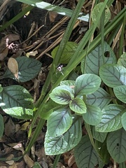 Plectranthus