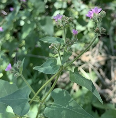 Mirabilis oxybaphoides