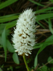 Bistorta bistortoides