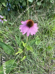 Echinacea