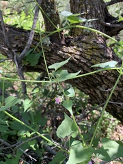 Mirabilis oxybaphoides