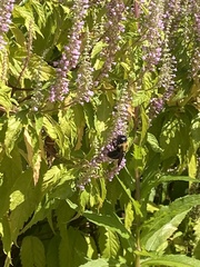 Xylocopa virginica virginica