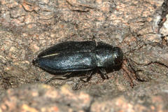 Phaenops cyanea