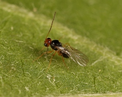 Alloxysta