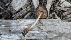Pluteus podospileus