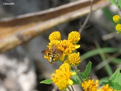Xanthocampsomeris limosa