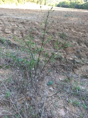 Verbena brasiliensis