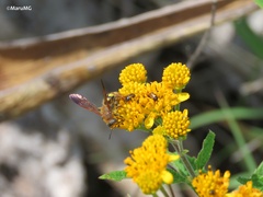 Xanthocampsomeris limosa