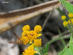 Xanthocampsomeris limosa