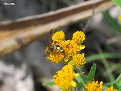 Xanthocampsomeris limosa