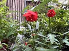 Pentapetes phoenicea