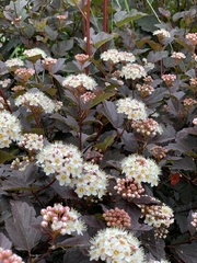 Physocarpus