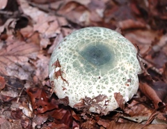Russula virescens