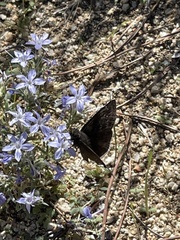 Erynnis funeralis