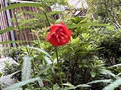 Pentapetes phoenicea