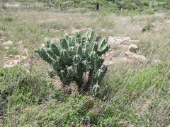 Myrtillocactus geometrizans