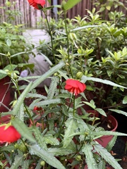 Pentapetes phoenicea