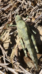 Sphingonotus corsicus